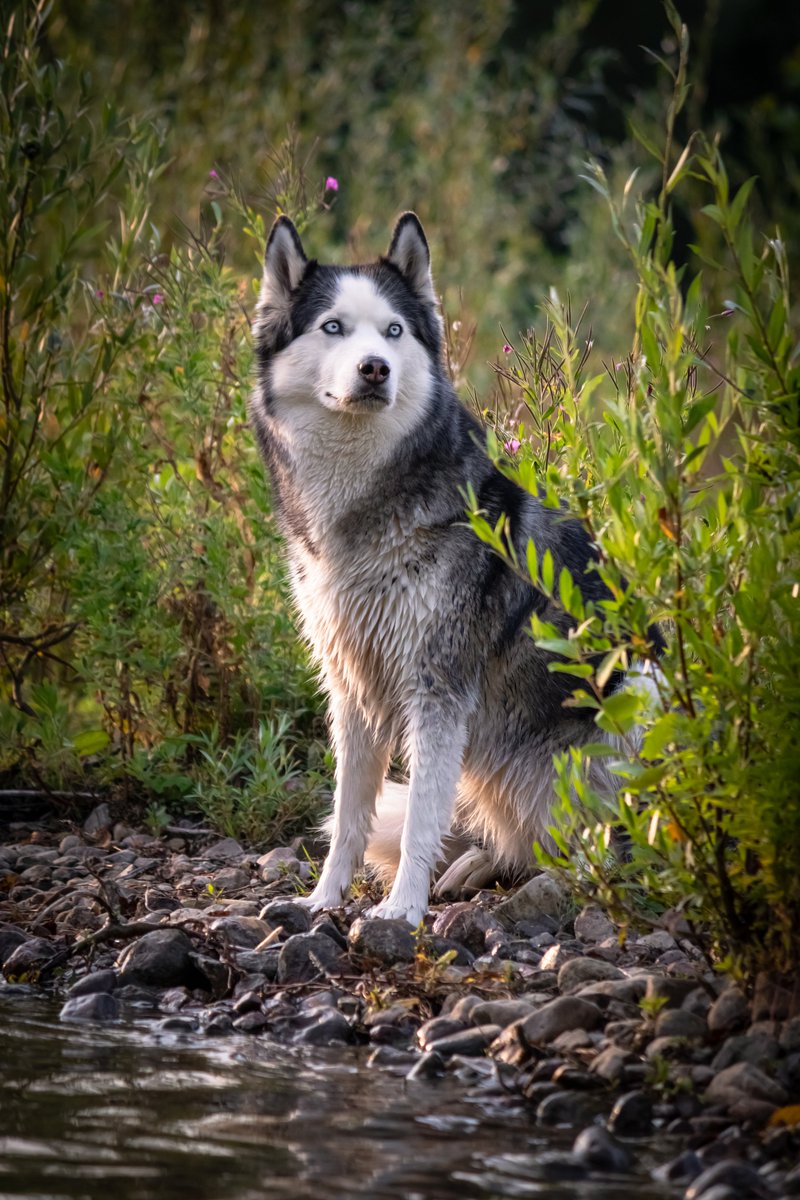 ShiraTheHusky's tweet photo. Gestern Abend am See: https://t.co/ROon6qffZX