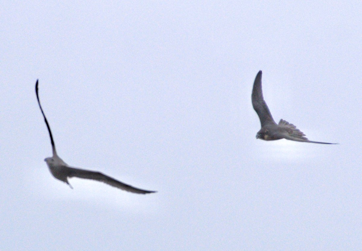 In the past, the
City juvenile peregrines have been hassled by seagulls. Not so for this one as tables are turned.