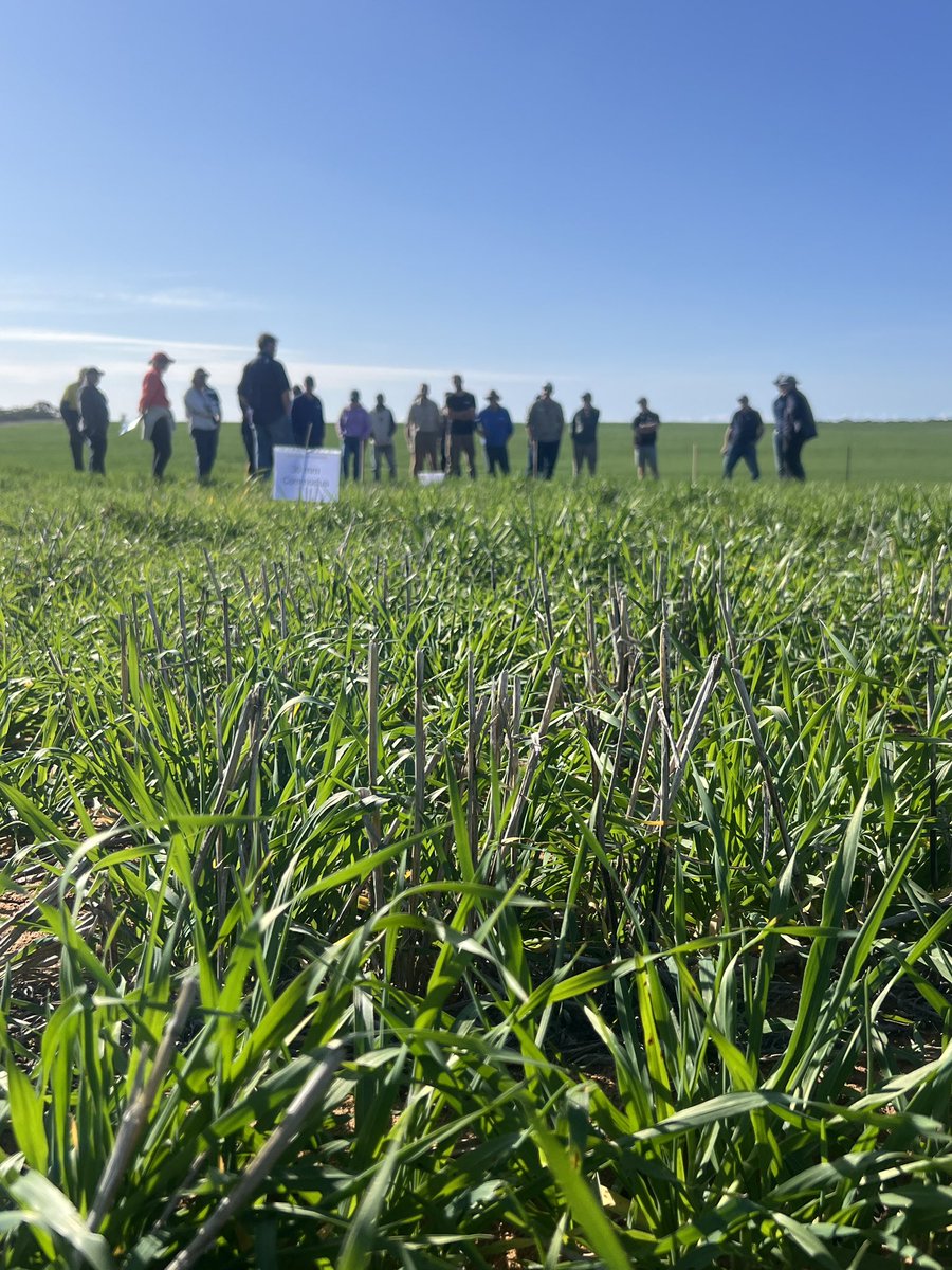 MsfMallee's tweet image. Browns Well crop walk great turn out and delivering a mix of results for local farmers from deep sowing barley and interaction with pre-ems as well as soil amelioration comparisons in a dry start! Inversion plow showing gd results. @GRDCSouth @GGA_WA @UniofAdelaide @CSIRO