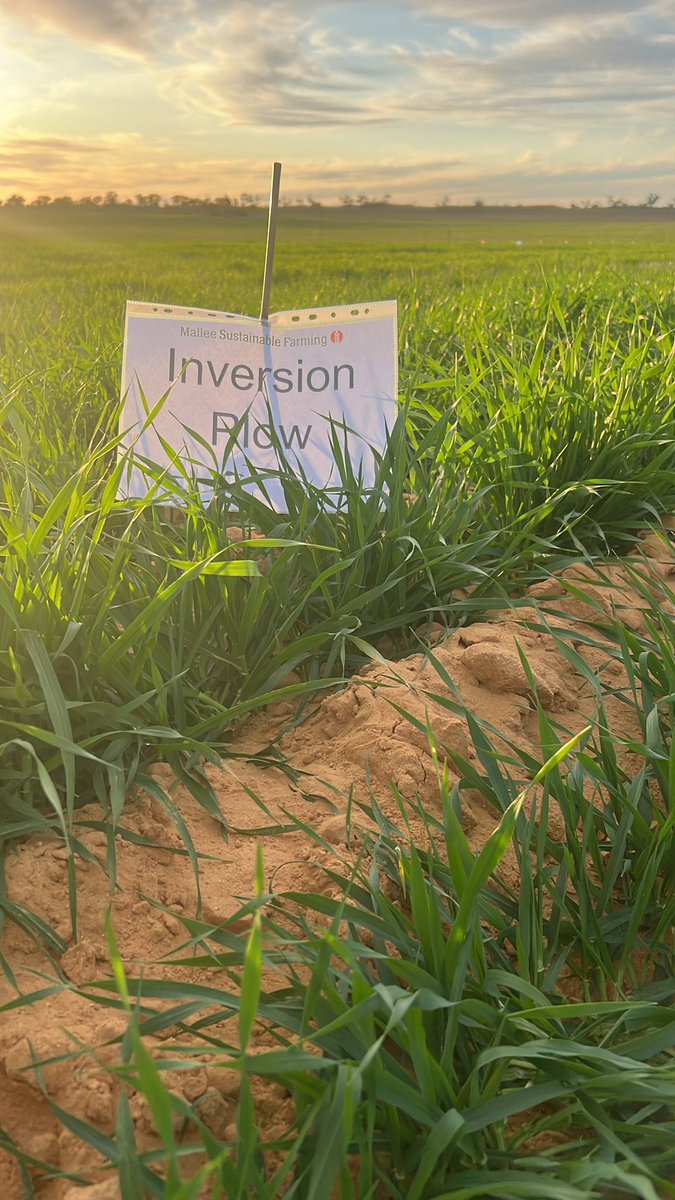 MsfMallee's tweet image. Browns Well crop walk great turn out and delivering a mix of results for local farmers from deep sowing barley and interaction with pre-ems as well as soil amelioration comparisons in a dry start! Inversion plow showing gd results. @GRDCSouth @GGA_WA @UniofAdelaide @CSIRO