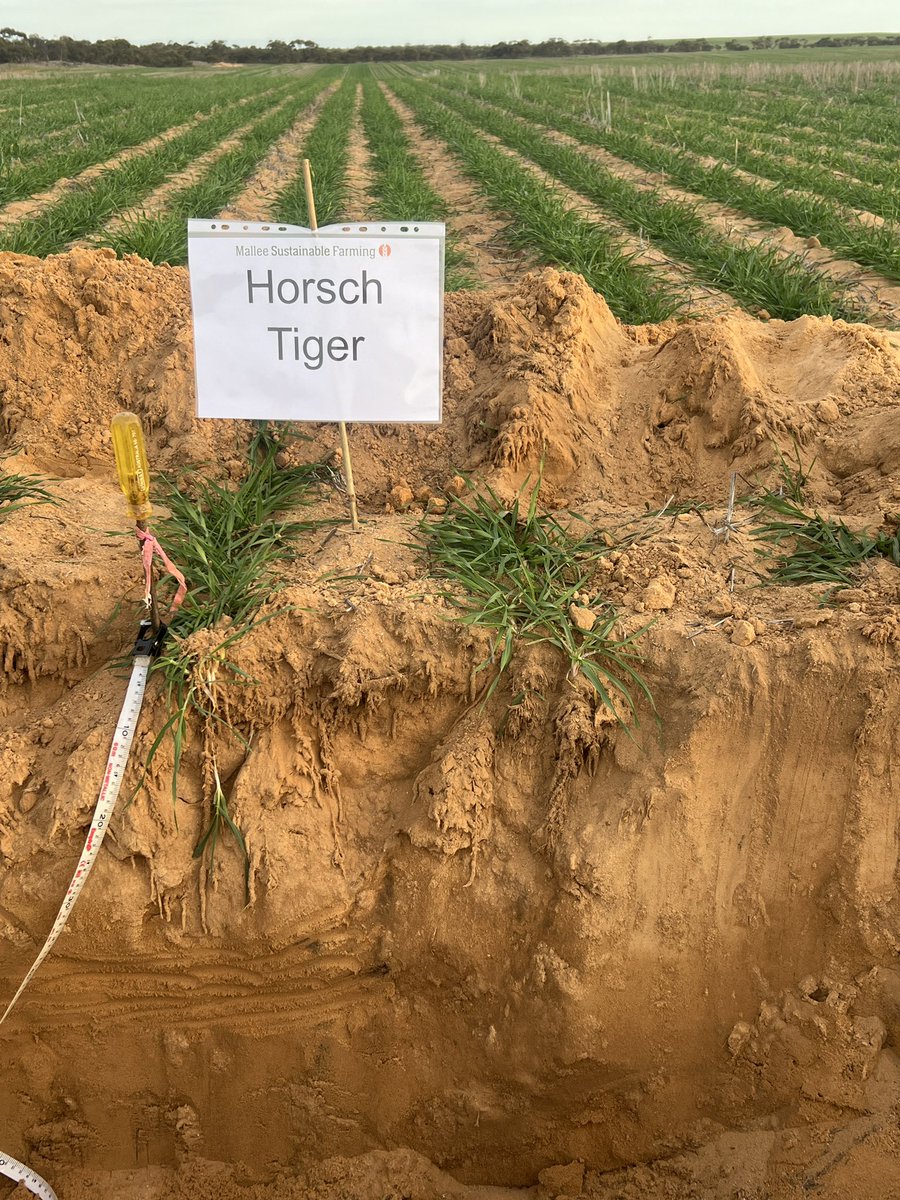 MsfMallee's tweet image. Browns Well crop walk great turn out and delivering a mix of results for local farmers from deep sowing barley and interaction with pre-ems as well as soil amelioration comparisons in a dry start! Inversion plow showing gd results. @GRDCSouth @GGA_WA @UniofAdelaide @CSIRO