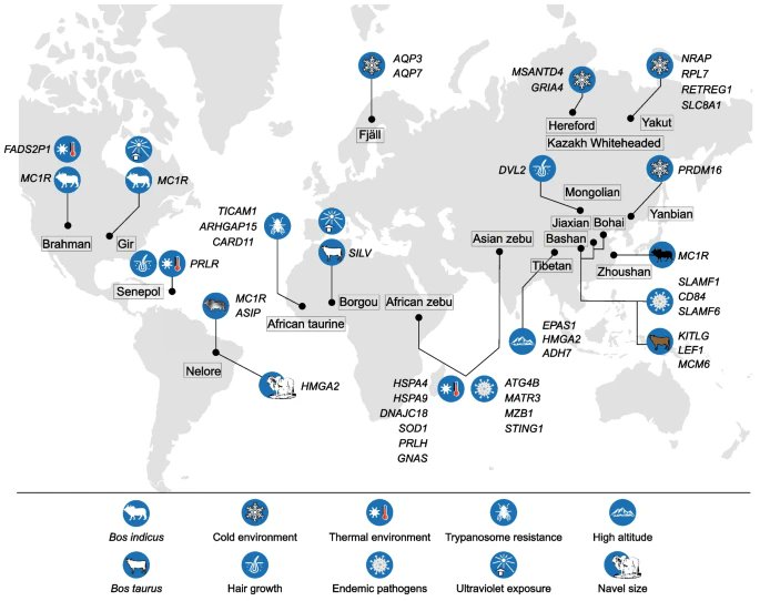stressbiology's tweet photo. **SBIO High-Impact Review** 

Global dispersal and adaptive evolution of domestic cattle: a genomic perspective
Xiaoting Xia, Kaixing Qu ... Chuzhao Lei & Ningbo Chen
https://t.co/HbtVcd0Fxm

#Domestication #SelectivePressure #adaptation