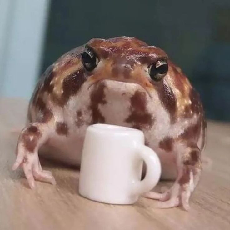 sleepyslibrary's tweet photo. i never showed you the frog i was talking about 
OMFL WHAT IS THAT BRO
A FROG ŻABA ROGATA 
WHAT IS WRONG WITH THAT THING https://t.co/9Tiys107L1