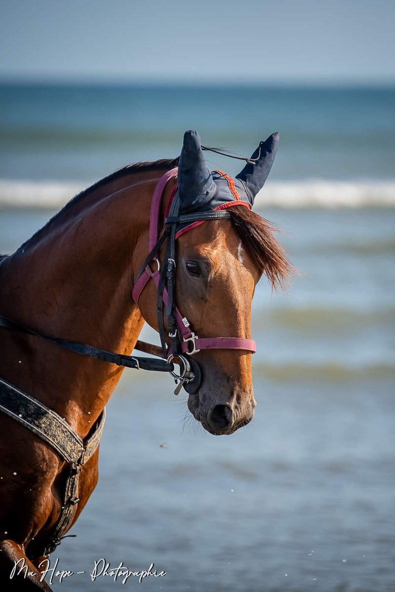 Ma_Desgranges's tweet photo. Jean Balthazar à la plage de Merville Franceville hier matin. https://t.co/xz0DJKAMX0