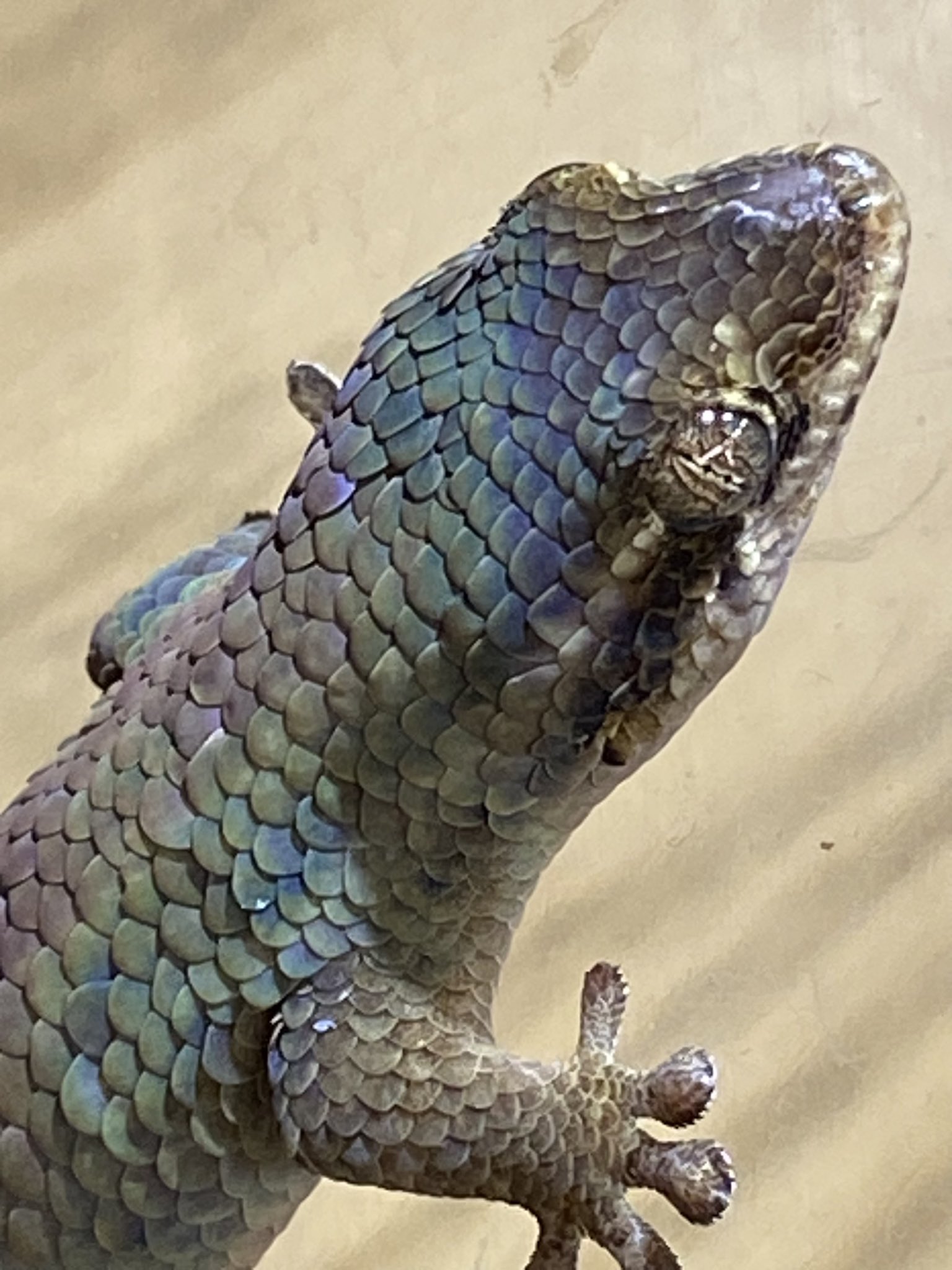 爬虫類専門店ファインレプタイルズ on X: 