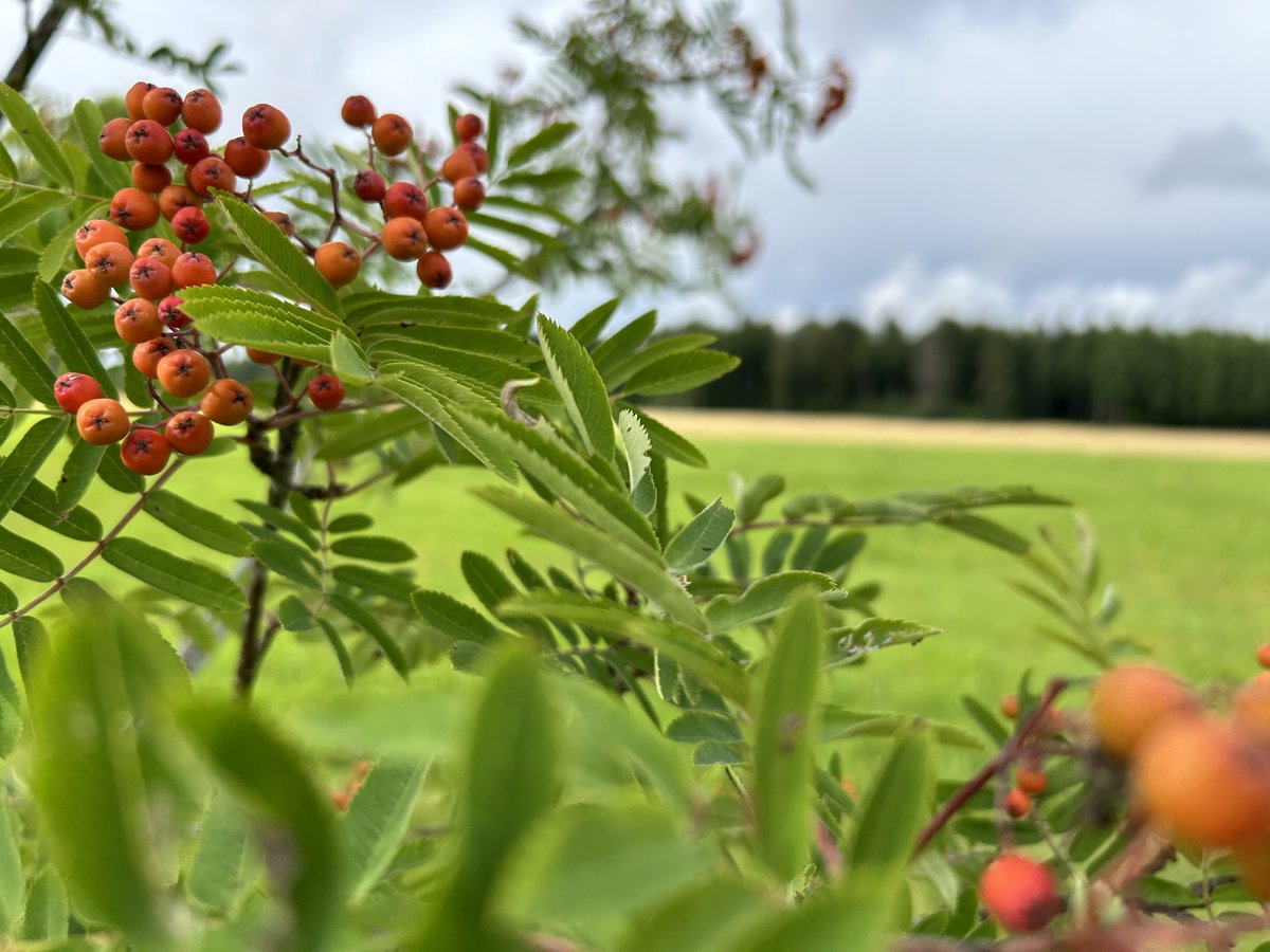 PirkanmaanELY's tweet photo. Ämpärit kehiin, sillä vielä on marjastusaikaa jäljellä! 🙌✔️ Saako pihlajanmarjoja poimia jokaisenoikeudella? Saako marjoja poimia missä haluaa?

Vastaukset kysymyksiin löydät täältä 👉 https://t.co/2mtM1IWyrh 

Olemme koonneet palvelun yhdessä @yministerio kanssa.

#marjastus https://t.co/pV9awsOwUy