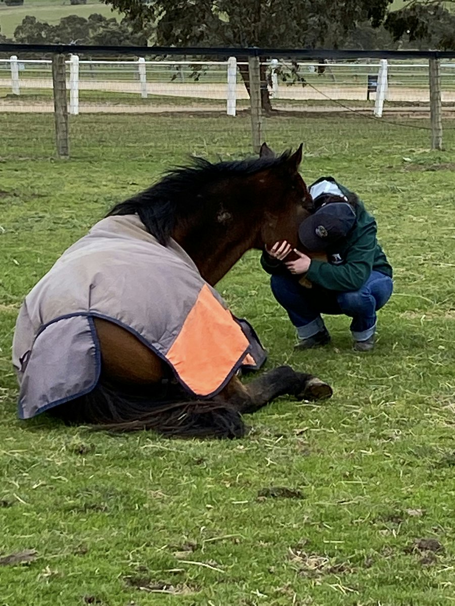 LivingLegendsAU's tweet photo. 💕 🐴 We captured this beautiful moment this week with Gracie Staff one of our #LearningWithLegends school students giving Lankan Rupee some ❤️ #LoveTheHorse.
#LivingLegendsAU #LoveTheHorse #LifeAfterRacing https://t.co/ths7gX3rS8