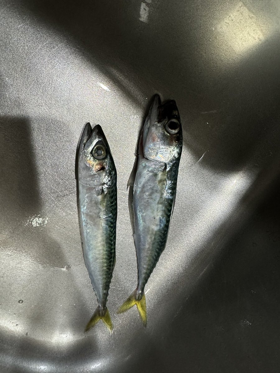 fishingreport49's tweet photo. 7/31
小名浜港
カマス1匹
稚魚のためリリース画像無し

8/8
豊間港
鯖2匹
グリップ強く持ちすぎて凹んでる気がする
反省 https://t.co/GPycB5lf5r