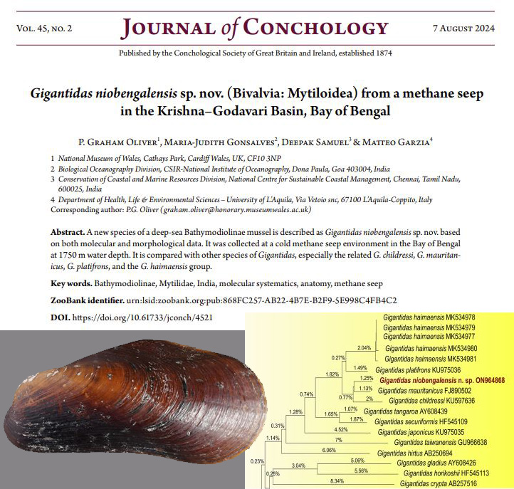 Check out this paper by one of our Honorary Research Fellows on a new Bathymodiolinae species from the Bay of Bengal: conchsoc.org/sites/default/…