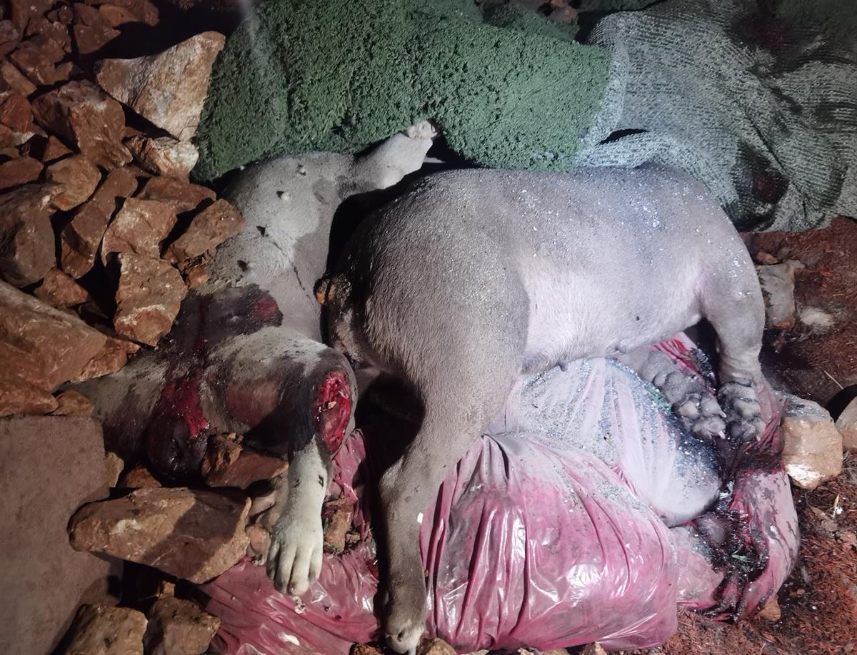 İstediğiniz oluyor nasıl memnun musunuz?
<a href="/RTErdogan/">Recep Tayyip Erdoğan</a> 
<a href="/EmineErdogan/">Emine Erdoğan</a> 
<a href="/Yenisehirlioglu/">Bahadır Yenişehirlioğlu</a> 
<a href="/GuvenliSehirler/">Güvenli Şehirler</a> 
<a href="/fahrettinaltun/">Fahrettin Altun</a> 
<a href="/MHP_Bilgi/">MHP</a> 
<a href="/dbdevletbahceli/">Devlet Bahçeli</a> 
<a href="/Akparti/">AK Parti</a> 
<a href="/iletisim/">T.C. İletişim Başkanlığı</a> 
<a href="/TCTarim/">T.C. Tarım ve Orman Bakanlığı</a> 
<a href="/VahitKirisci/">Prof.Dr.Vahit Kirişci</a> 
#nigdedekatliamvar 
#KatliamVar 
#AltindağdaKatliamVar