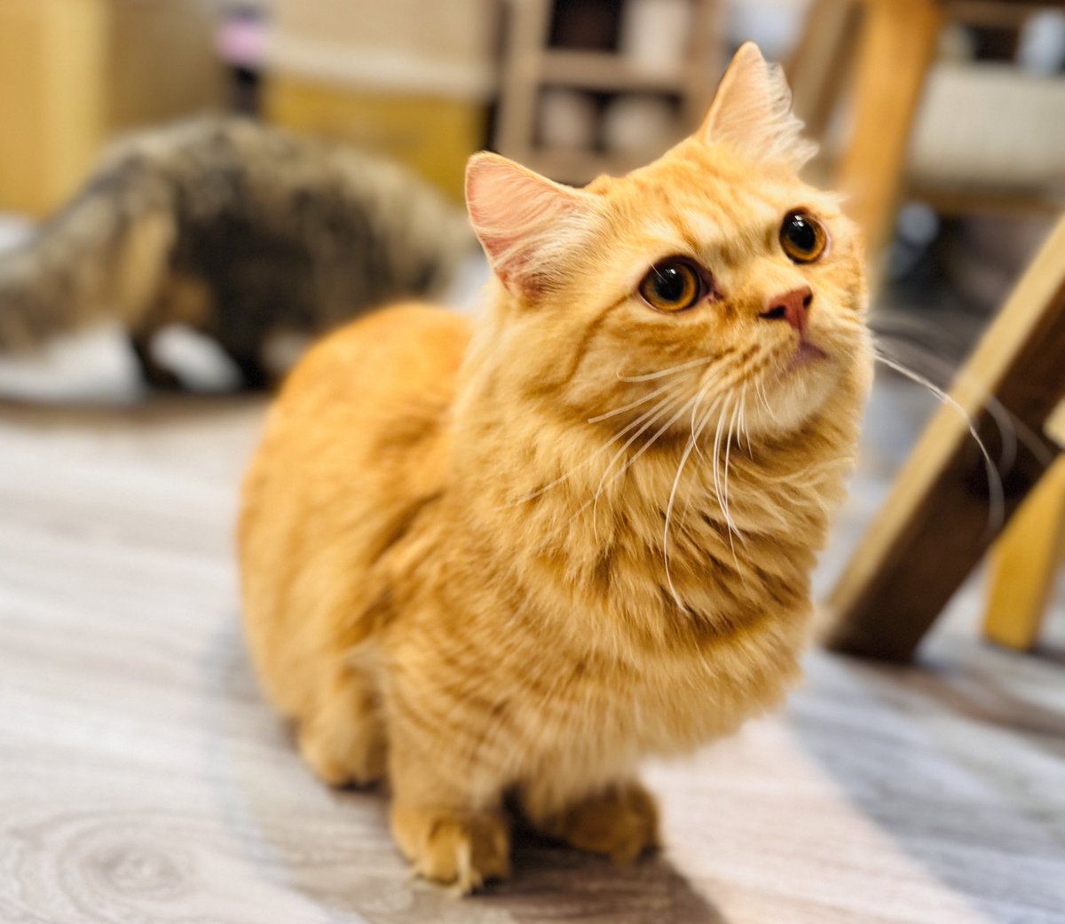 「你剛剛手裡的小魚乾呢！🐟」