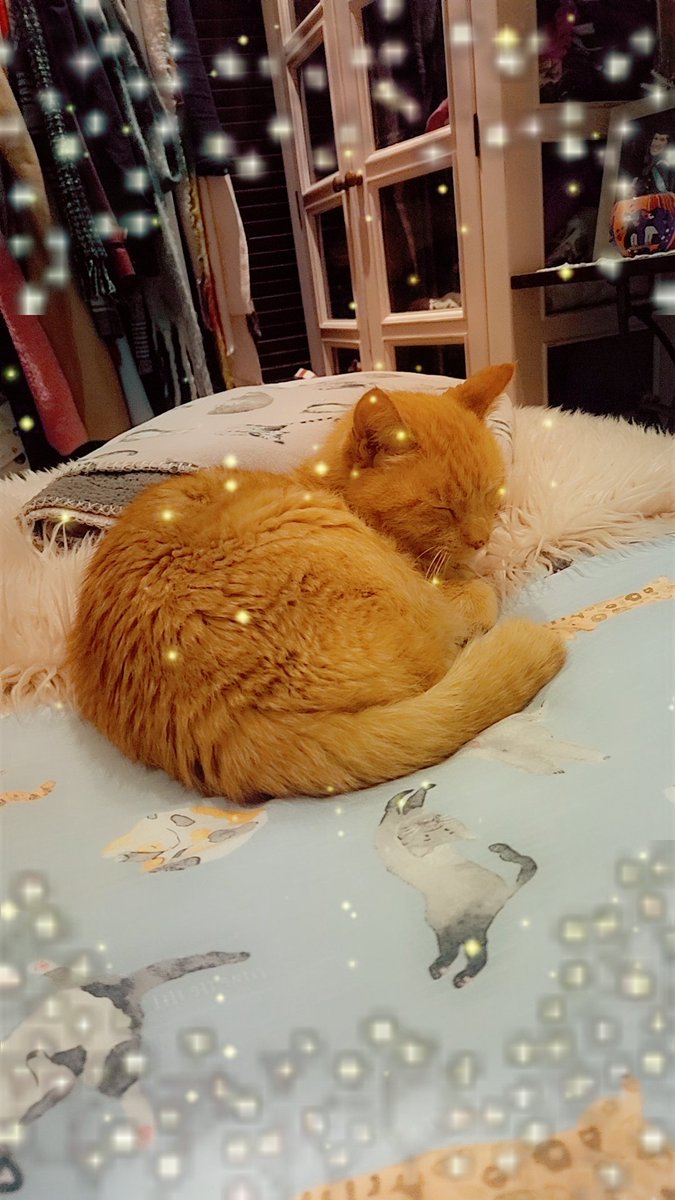 It may be #internationalcatday2024 but my one does not give a crap 🤣🤣