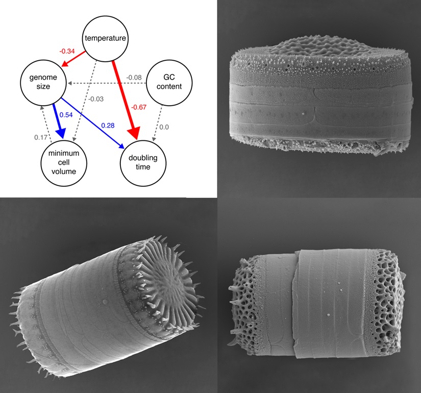 Larger-bodied organisms predominate in colder areas ("#BergmannsRule"). <a href="/wwAAAddddEEE/">Wade Roberts</a> @AdamSiepielski &amp; @sinkingdiatom show that in #diatoms, #genome size, rather than cell size, is a strong predictor of species abundance in the polar oceans #PLOSBiology plos.io/4cm5WeK