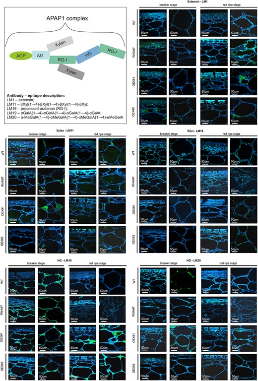 Hortres's tweet image. AGP synthesis disruption disrupts fruit cell walls, altering ripening processes. #FruitDevelopment #CellWallIntegrity @OxfordJournals 
Details:doi.org/10.1093/hr/uha…
