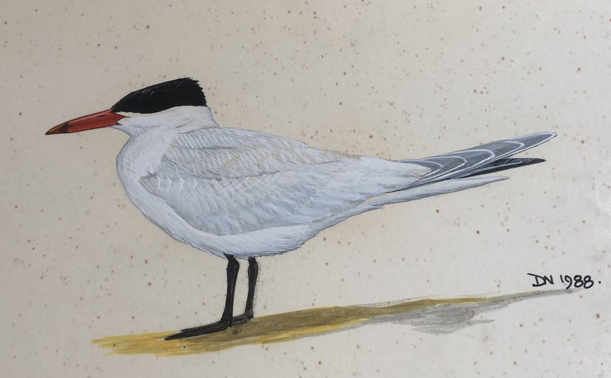 SurreyBirdClubNews tweet media