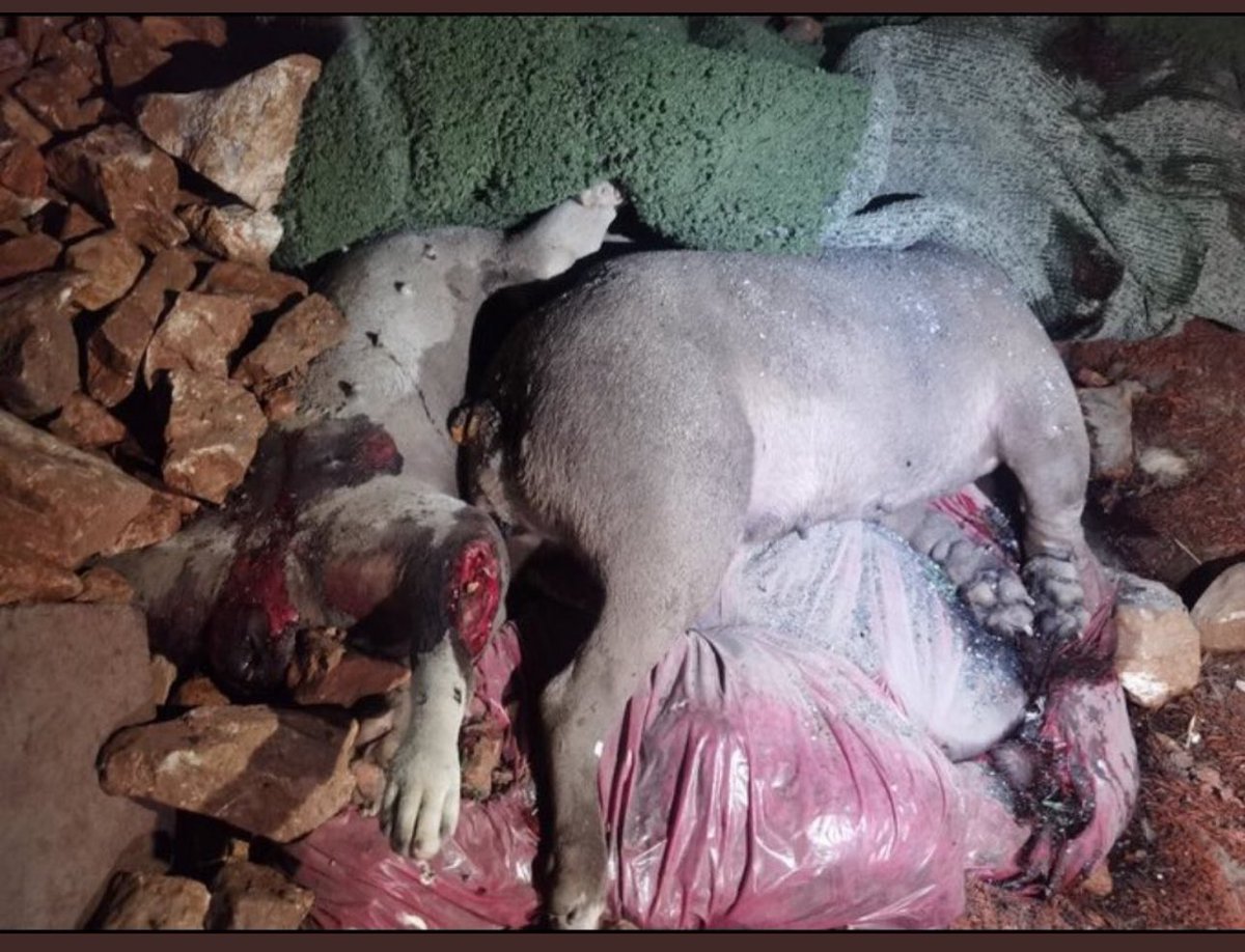 Anayasa mahkemesin değerli üyeleri yasanın iptali için yapılacak itirazı görüşürlerken umarım bu fotoğrafı ve yaşananları dikkate alırlar.
<a href="/AYMBASKANLIGI/">Anayasa Mahkemesi</a> 
#AltindağdaKatliamVar