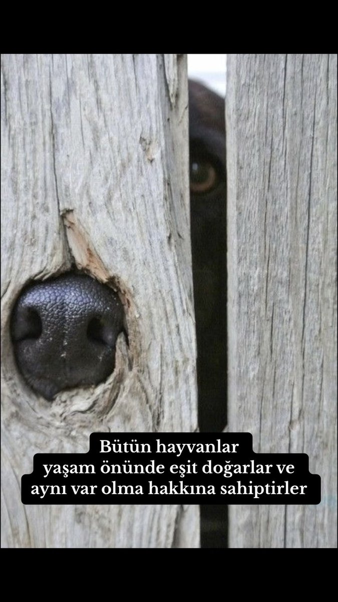 Hayvan Hakları Evrensel Beyannamesinin “Bütün hayvanlar yaşam önünde eşit doğarlar ve aynı var olma hakkına sahiptirler” maddesini hatırlayalım ve herkese hatırlatalım

#hayvanhaklarıevrenseldir
#AltindagdaKatliamVar