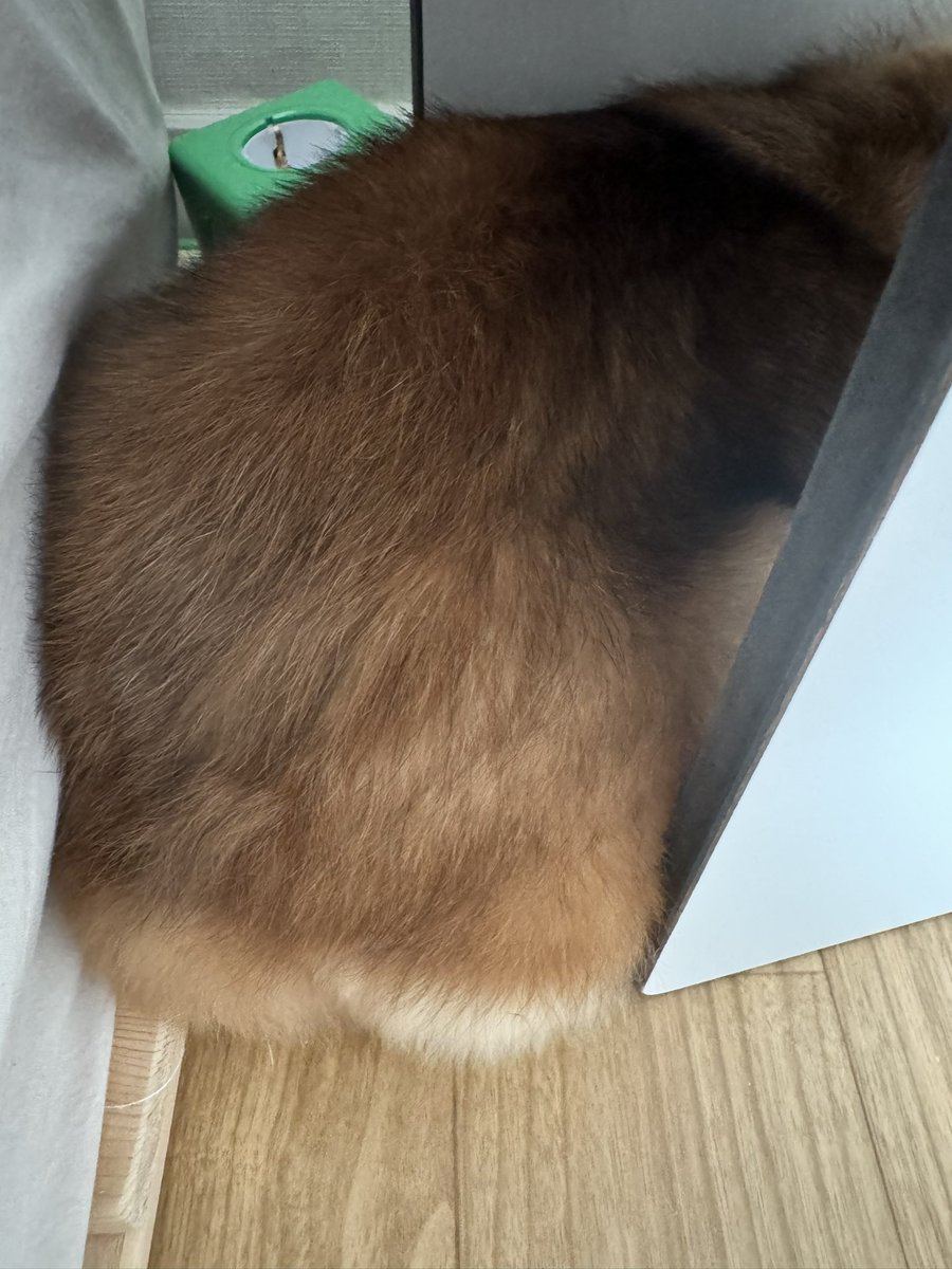 앙사탄캔디 tweet media