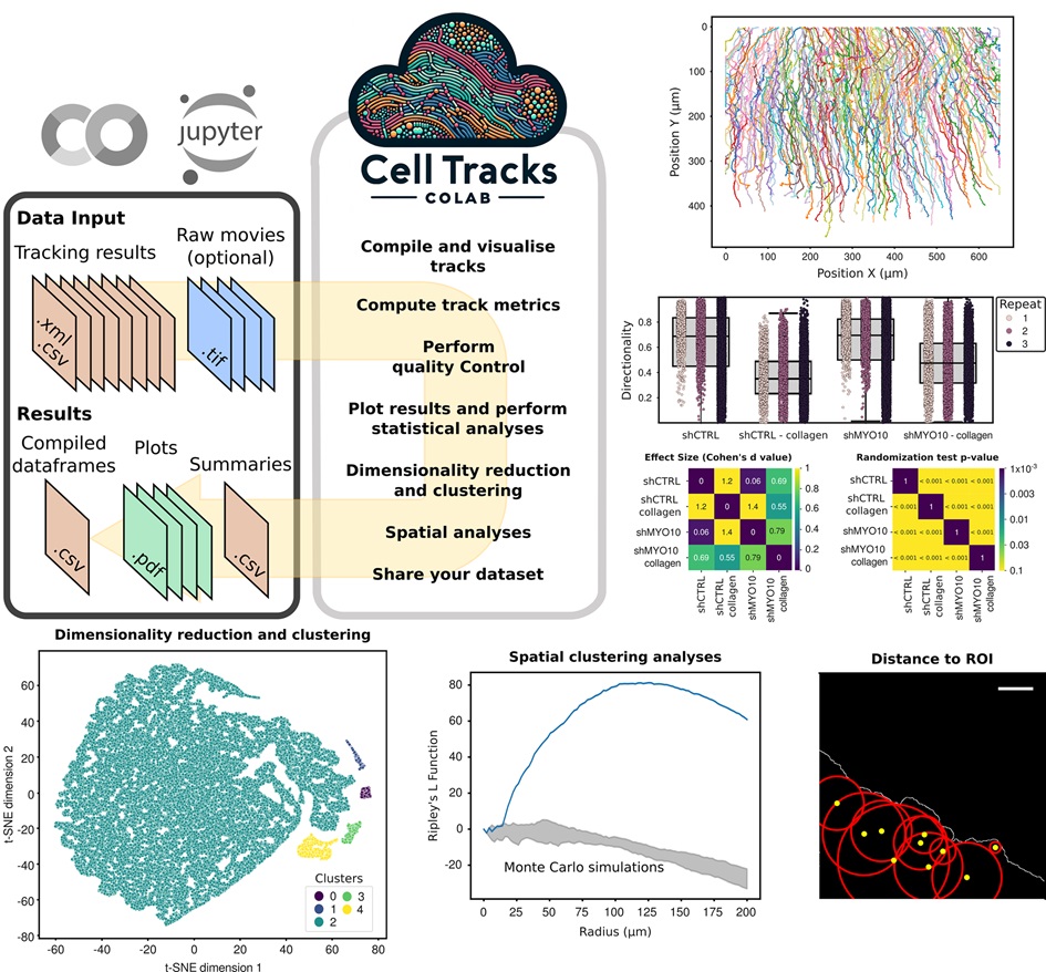 PLOS Biology (@plosbiology) on Twitter photo Cell tracking analysis made easier... <a href="/gomez_mariscal/">Estibaliz Gómez de Mariscal, PhD</a> <a href="/JwPylvanainen/">Joanna Pylvänäinen</a> @guijacquemet &co present #CellTracksColab, a transformative solution for #CellTracking analysis, combining cutting-edge computational methods with a user-friendly interface #PLOSBiology plos.io/3WEqOIr Cell tracking analysis made easier... <a href="/gomez_mariscal/">Estibaliz Gómez de Mariscal, PhD</a> <a href="/JwPylvanainen/">Joanna Pylvänäinen</a> @guijacquemet &co present #CellTracksColab, a transformative solution for #CellTracking analysis, combining cutting-edge computational methods with a user-friendly interface #PLOSBiology plos.io/3WEqOIr