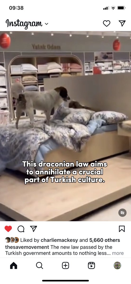 lezzus1301's tweet photo. These are the dogs being killed by the Turkish Govt in #Turkey 
Please share #BoycottTurkey https://t.co/SPkPlMjzAY