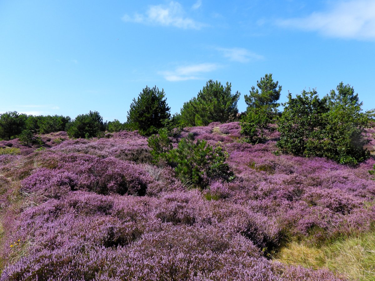 peter van suijlekom tweet media