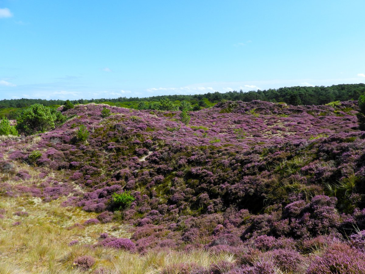 peter van suijlekom tweet media