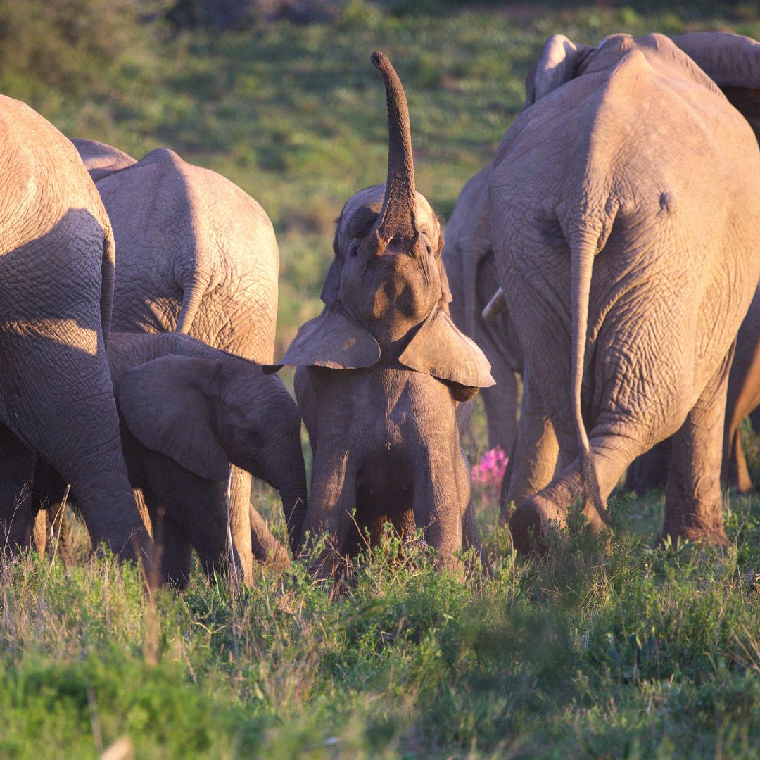 Helping Rhinos 🦏 tweet media