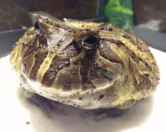 sleepyslibrary's tweet photo. okay i am blind THIS is the frog
how did you find this cute
idk but our sister wants it too sooooo https://t.co/bDErmlure6