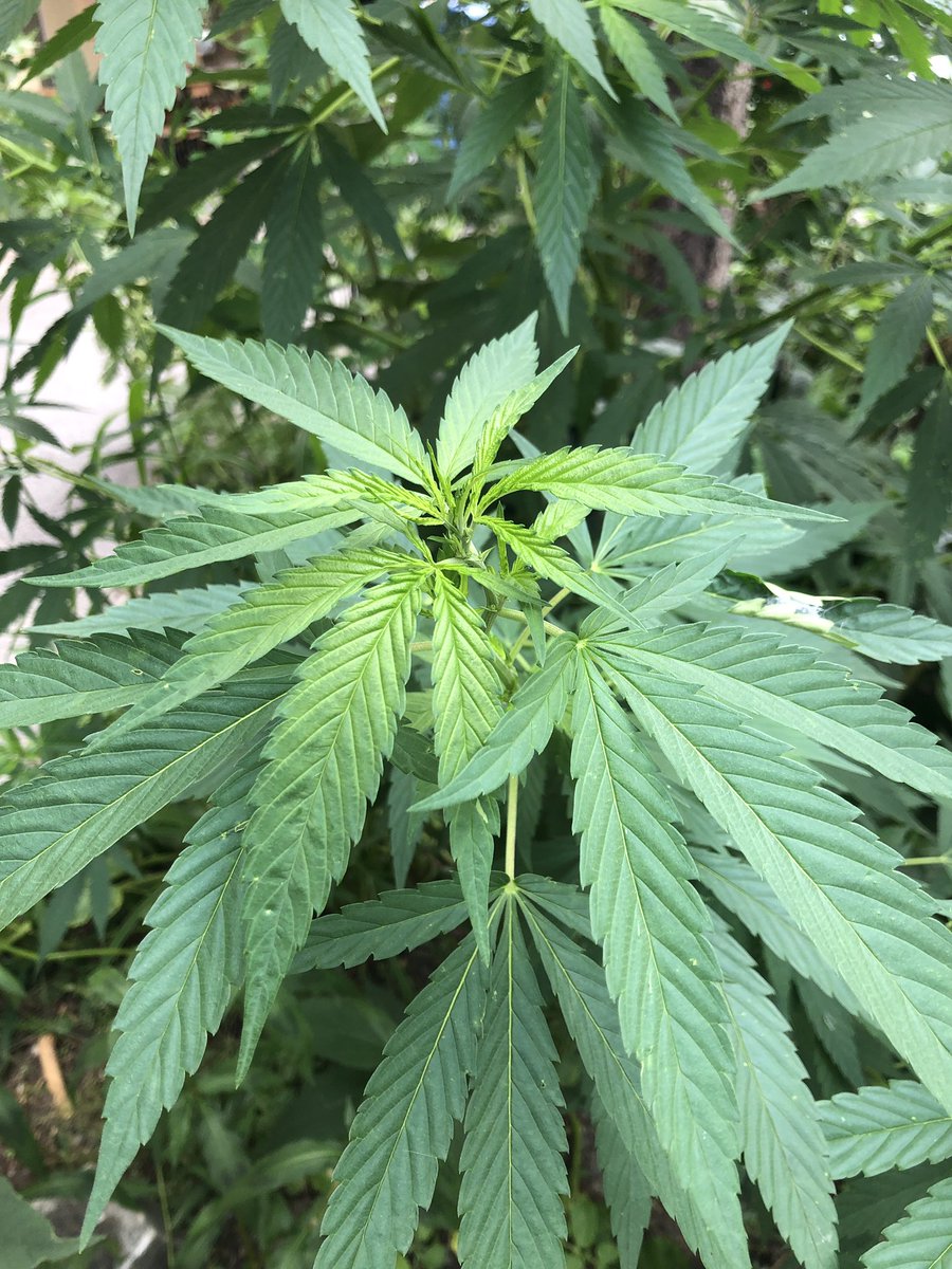 Hallo Prenzlauer Berg 😂 #cannabis #anwalt #berlin #oliverRabbat