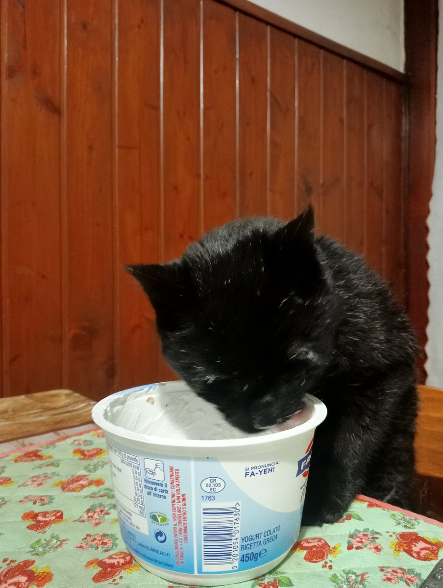 Dopo 20 di vita vissuta insieme , oggi mi ha lasciato il mio Nerone , si è addormentato per sempre serenamente ...Ora son qui che  😭...con un immenso dolore i!!!💔