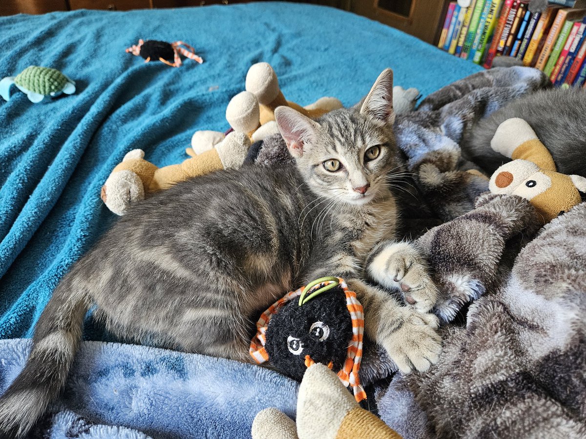 Crissy (@cgresley) on Twitter photo Someone dumped this cute lil kitten off in the neighborhood to fend for herself. I found her on my porch and took her in. I named her Summer, and she's the sweetest baby😻 Someone dumped this cute lil kitten off in the neighborhood to fend for herself. I found her on my porch and took her in. I named her Summer, and she's the sweetest baby😻