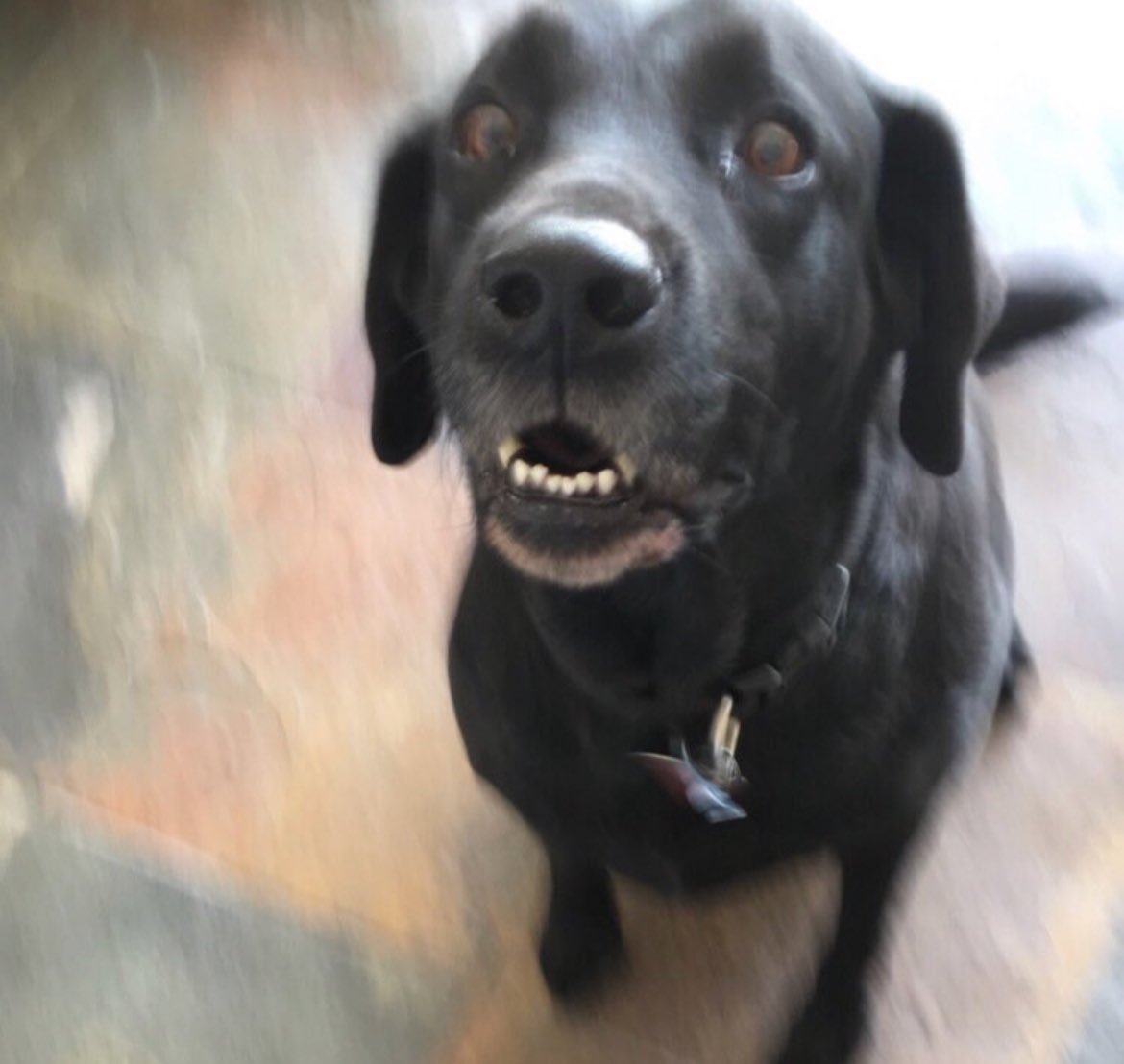 BarstoolStetson's tweet image. #GoodBoyFriday