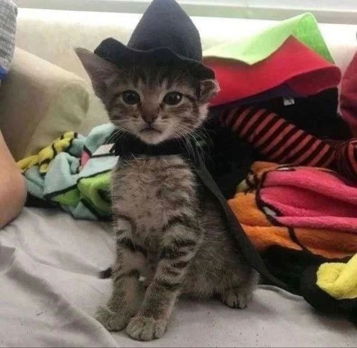 Cat in a hat
