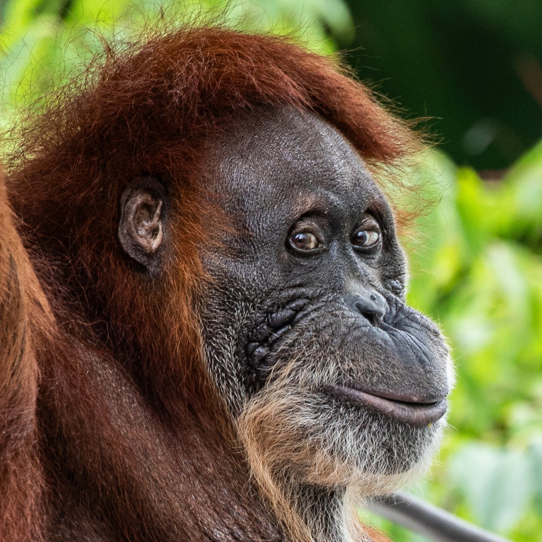 Toronto Zoo Wildlife Conservancy tweet media