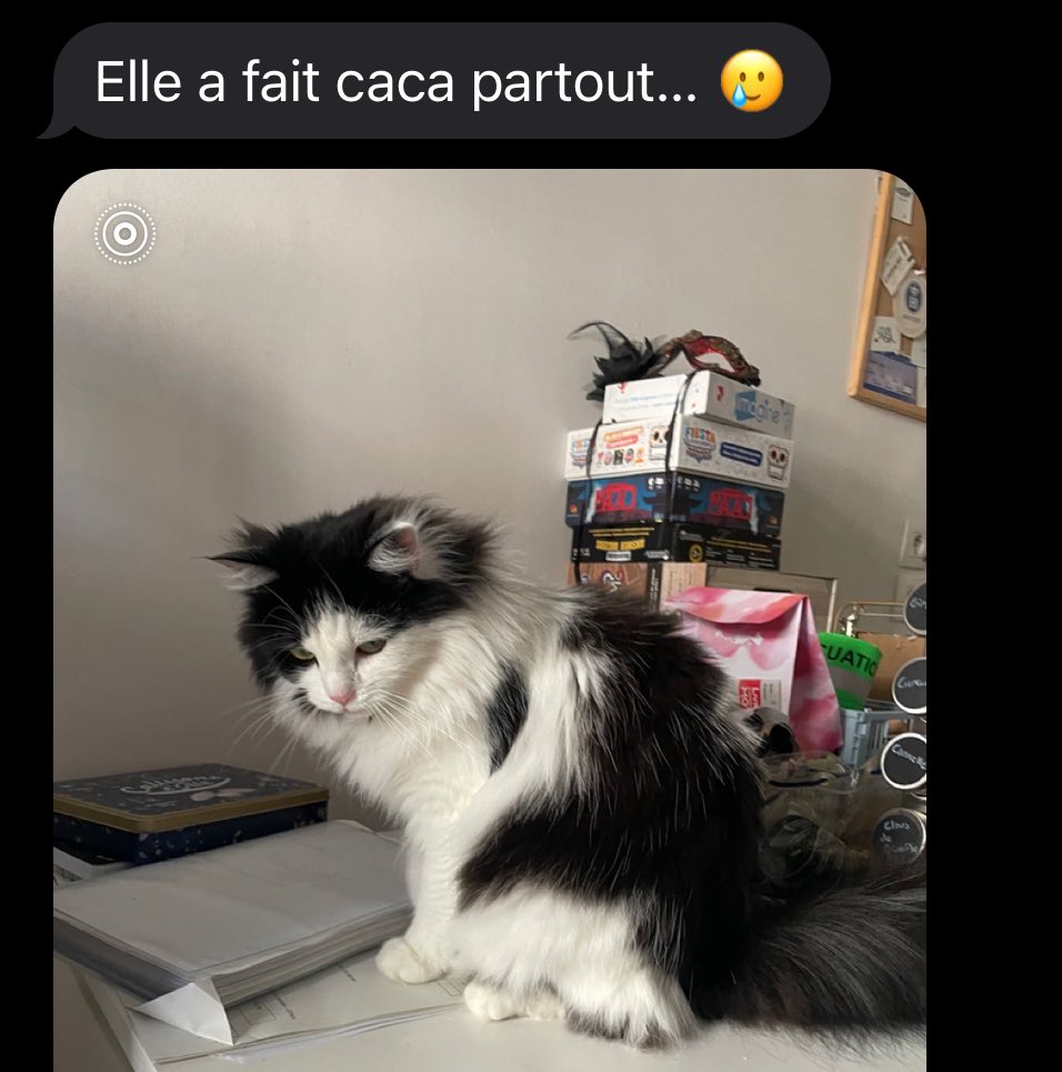 Ary du Plumeau🐾 tweet media