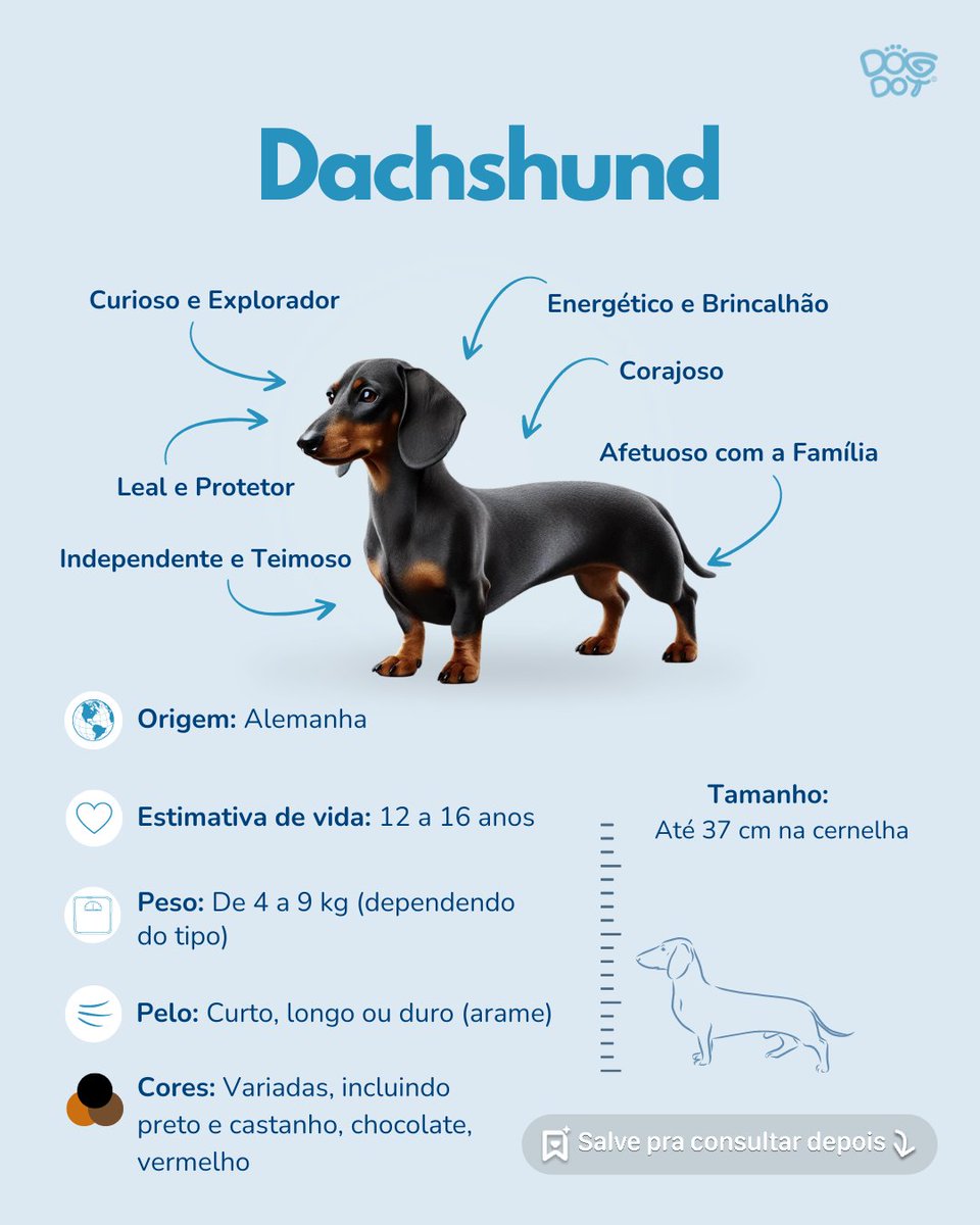 DogDot_app's tweet photo. O Dachshund é conhecido por sua coragem e determinação. Com a socialização e o treinamento certos, tornam-se ótimos companheiros, embora possam ser um pouco teimosos.
#dachshund #independente #vocal #dicasparacachorros #dogdotapp #cachorro #adestramento #treinamento https://t.co/cckhfnQuIv
