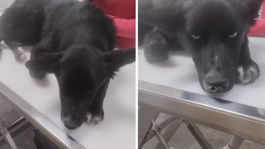 #Quito Gabriela Anchitipan agradece a <a href="/LoroHomero/">Jorge Yunda Machado</a> por la atención veterinaria a la perrita que fue abandonada en Panamericana Norte y Leonidas Proaño, posteriormente atropellada y auxiliada por ella y su prima.