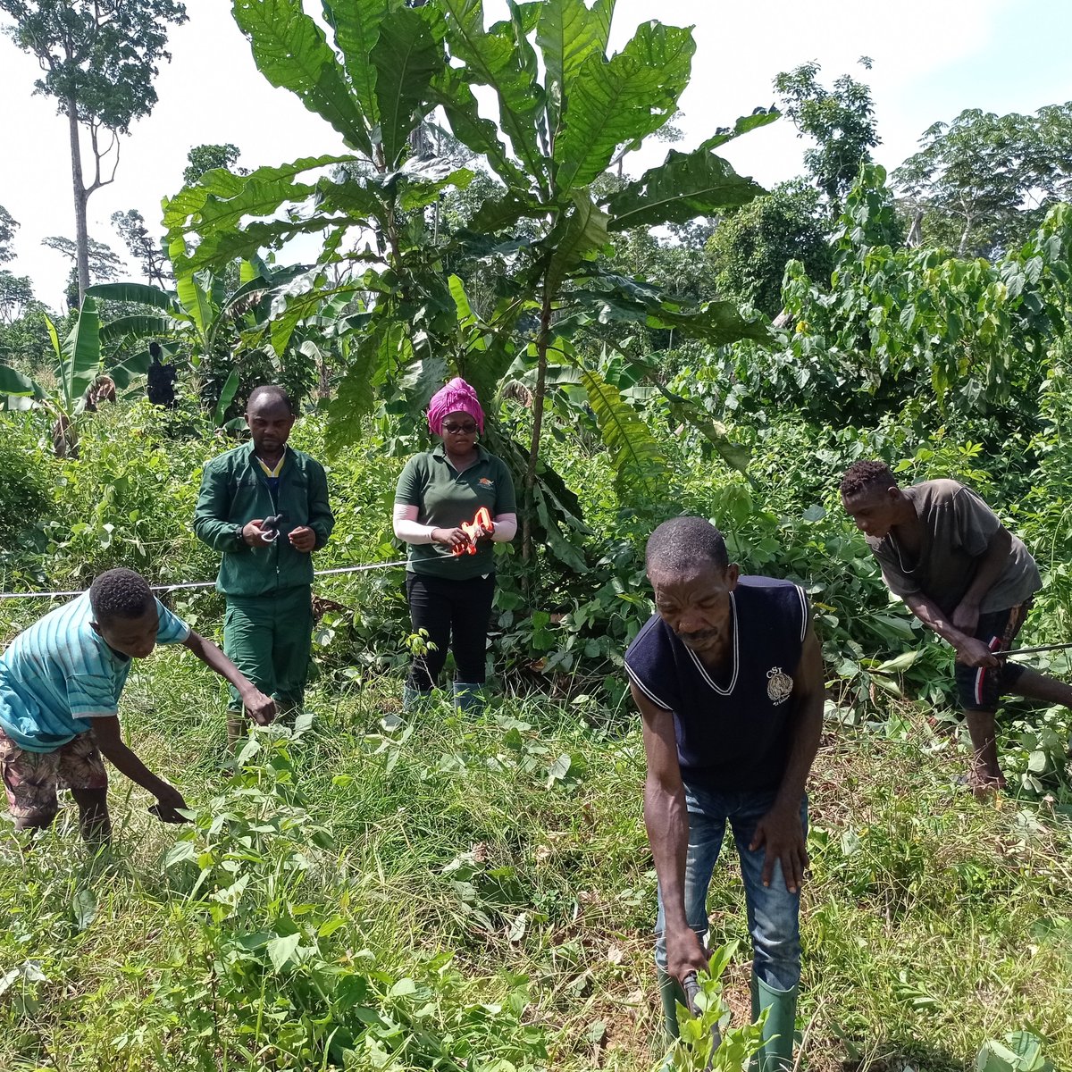 AWF_Official's tweet photo. This #InternationalDayOfIndigenousPeoples, we honor the Bagyeli community in Cameroon. These remarkable people have coexisted harmoniously with the forest for generations.

@AWF_Official is proud to support their transition to sustainable livelihoods while preserving their invaluable knowledge.  The Bagyeli have traditionally lived in harmony with the forest. We are supporting them as they adapt to new challenges and develop #sustainablelivelihoods through agriculture and agroforestry.  

On this day, we recognize the critical role Indigenous communities play in #environmental stewardship, and we reaffirm our work together to protect their rights and livelihoods.  Learn more about work with the indigenous communities in #Cameroon here >> 
https://t.co/WKnRd3JJZs 

#Africanleadership #AfricanConservation
