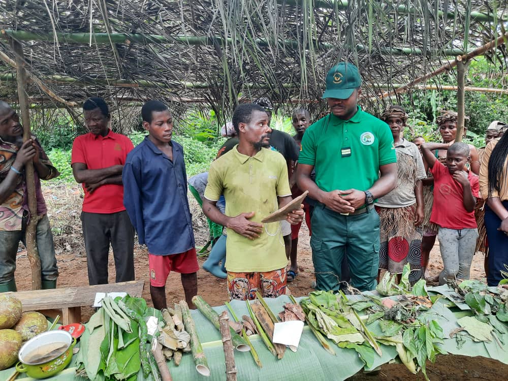 AWF_Official's tweet photo. This #InternationalDayOfIndigenousPeoples, we honor the Bagyeli community in Cameroon. These remarkable people have coexisted harmoniously with the forest for generations.

@AWF_Official is proud to support their transition to sustainable livelihoods while preserving their invaluable knowledge.  The Bagyeli have traditionally lived in harmony with the forest. We are supporting them as they adapt to new challenges and develop #sustainablelivelihoods through agriculture and agroforestry.  

On this day, we recognize the critical role Indigenous communities play in #environmental stewardship, and we reaffirm our work together to protect their rights and livelihoods.  Learn more about work with the indigenous communities in #Cameroon here >> 
https://t.co/WKnRd3JJZs 

#Africanleadership #AfricanConservation