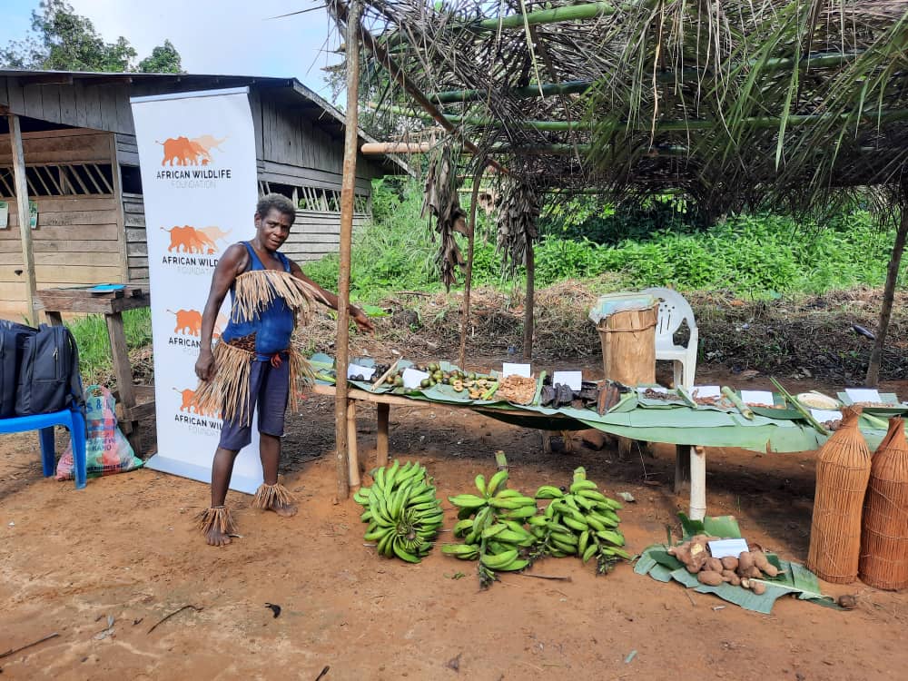 AWF_Official's tweet photo. This #InternationalDayOfIndigenousPeoples, we honor the Bagyeli community in Cameroon. These remarkable people have coexisted harmoniously with the forest for generations.

@AWF_Official is proud to support their transition to sustainable livelihoods while preserving their invaluable knowledge.  The Bagyeli have traditionally lived in harmony with the forest. We are supporting them as they adapt to new challenges and develop #sustainablelivelihoods through agriculture and agroforestry.  

On this day, we recognize the critical role Indigenous communities play in #environmental stewardship, and we reaffirm our work together to protect their rights and livelihoods.  Learn more about work with the indigenous communities in #Cameroon here >> 
https://t.co/WKnRd3JJZs 

#Africanleadership #AfricanConservation