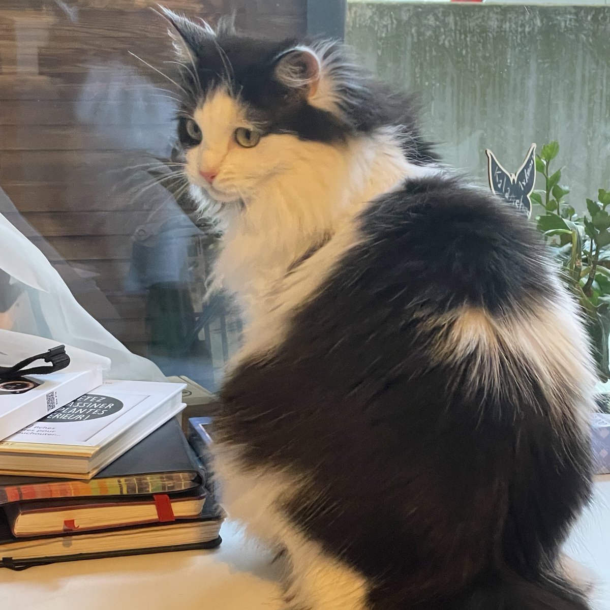 Ary du Plumeau🐾 tweet media