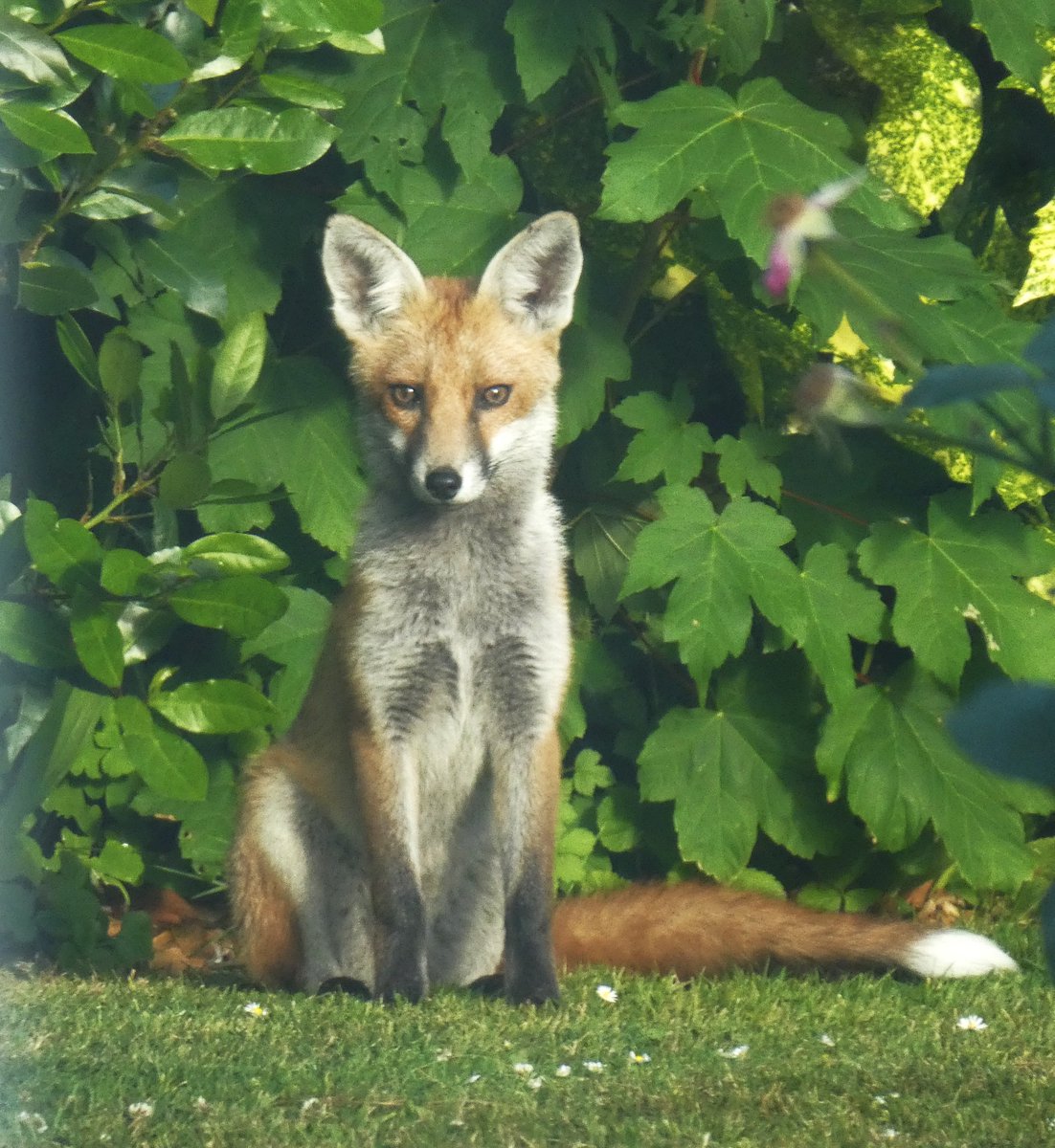 What a beautiful Fox that visited our garden last night -very photogenic and happy to pose #Chrispackham
