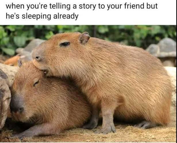 Capybara tweet media