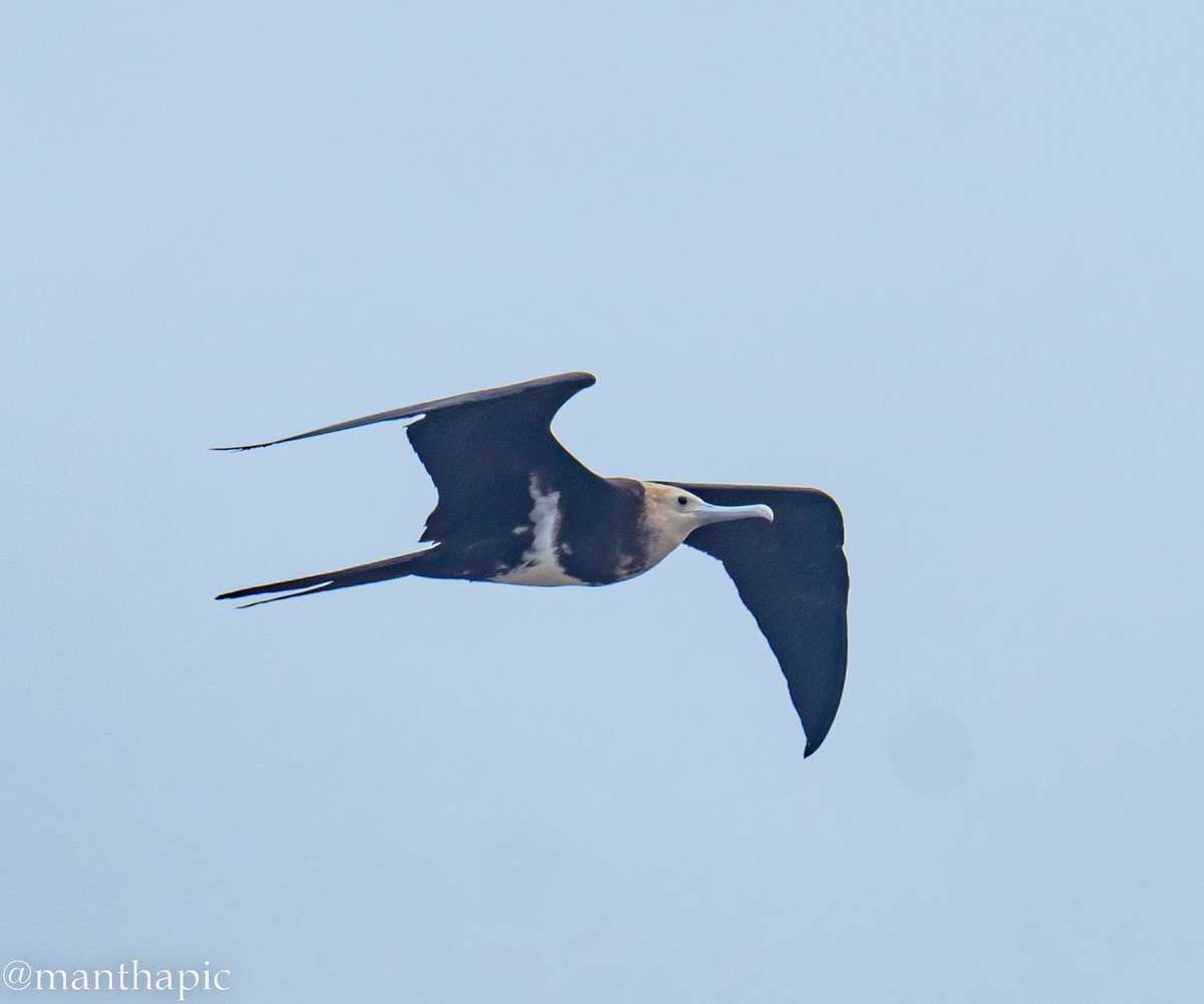 Pelagic Festival in mumbai!!
A lesser frigate, just drifting around the city , with its huge 7 foot plus wingspan .
#indiaves #seabirds