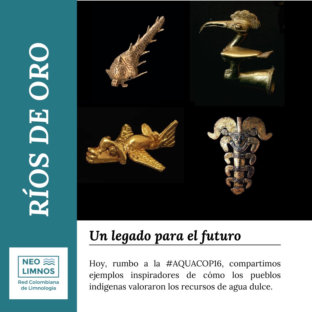 Hoy en #ViernesDeCOP16 desde la Red Colombiana de Limnología traemos algunos ejemplos de la importancia de la biodiversidad acuática en las culturas precolombinas 🧵👇 #AquaCOP16 #COP16Colombia