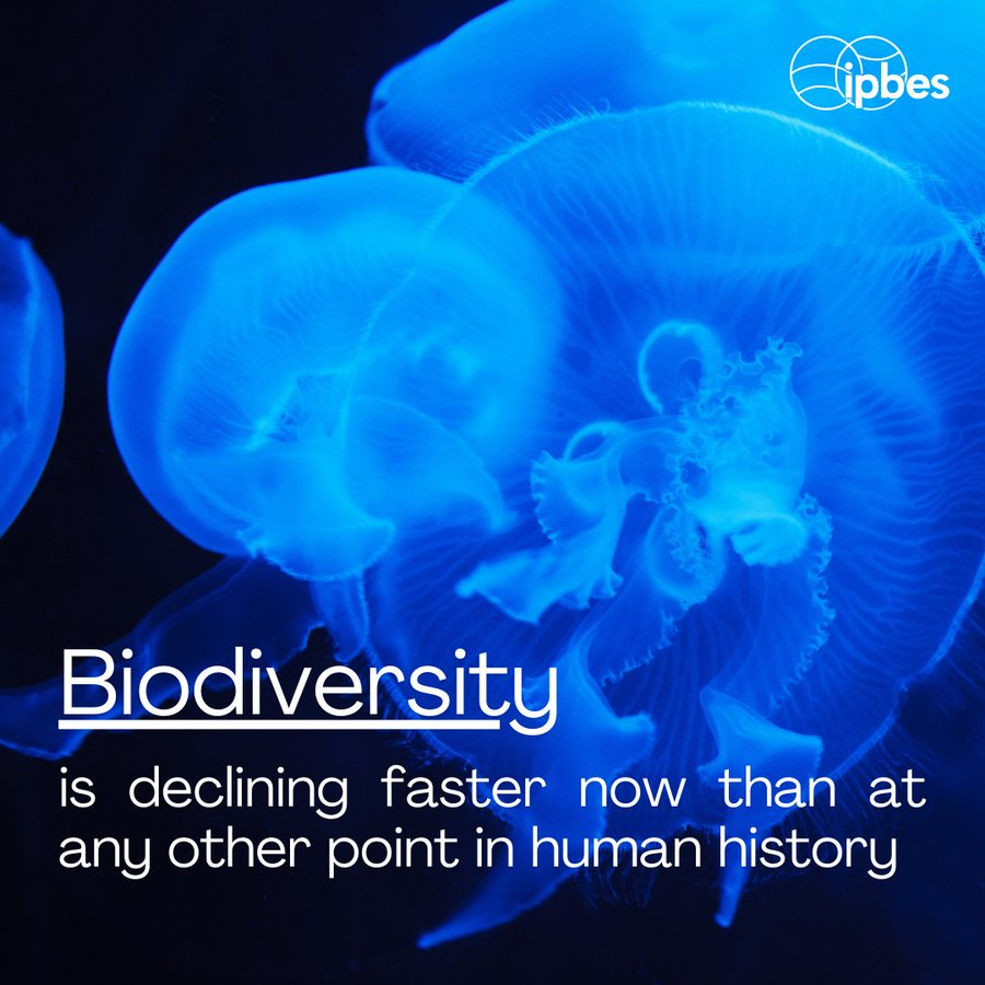 🌿 With #biodiversity in rapid decline, <a href="/IPBES/">ipbes</a> is working tirelessly to inform global action through science for the protection of our ecosystems &amp; nature's contributions to people.

👉 ipbes.net