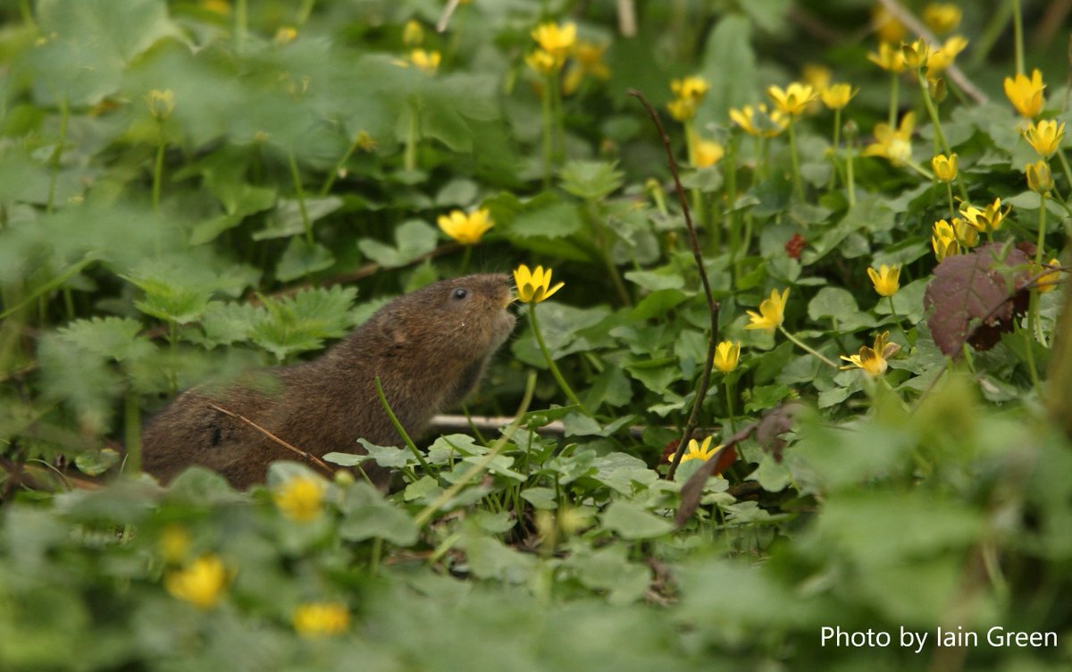 If you’re headed to local waterways this weekend keep your eyes peeled for signs of water vole activity 👀 This is what to look out for:shorturl.at/F0uRn and here’s where to log your sightings: shorturl.at/BRlfR
 <a href="/ldn_environment/">LDNMayor Environment</a> @WildLondon #Watervoles  #RewildLondon
