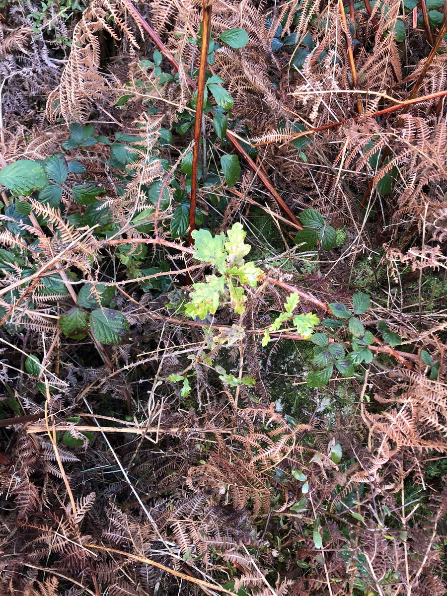 cat_frampton's tweet photo. Although if @SteveReedMP /@JanetHughes /@DefraGovUK could make a ‘grazed mosaic landscape payment’ it would be a game changer for nature.

Please please please.
It would mean so much to so many, both to farmers and to all the creeping, crawling, flying, walking, growing things. https://t.co/pZQkdsBEUX