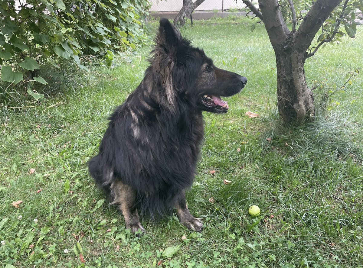 meshty95's tweet photo. #dog #hund #perra #gsd #sablegsd #sablegermanshepherd #schäferhund #germanshepherd #pastoraleman #deutscherschäferhund #lifeofmeshty #diaryofduffy #duffythegsd #cute #pet #doggo #sheppy #haustier #mascota #petsoftwitter #gsdoftwitter #dogsoftwitter
-
my little plushie 🐺🩶
- https://t.co/M2cJc0KUye