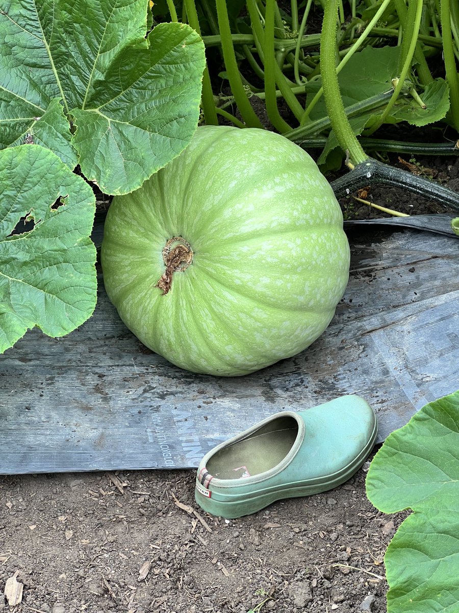 2 days growth since weds! Yikes #giantpumpkin